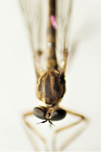 Réf. 200 122 : Leptogaster guttiventris